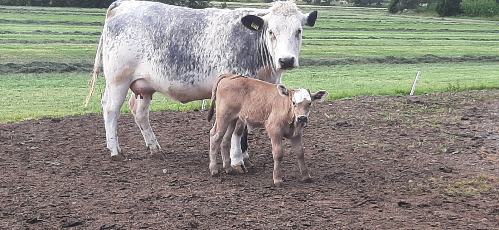 Luxe speckle parck vaars met super stierkalf., Dieren en Toebehoren, Vrouwelijk