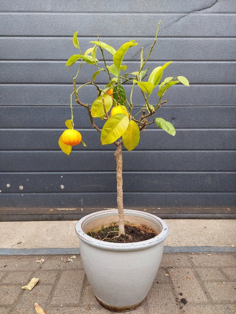 Citrus Sinensis 'Arcobal' - Regenboog/Bloedsinaasappel H85cm, Ophalen, Minder dan 100 cm, Volle zon, Citroenboom