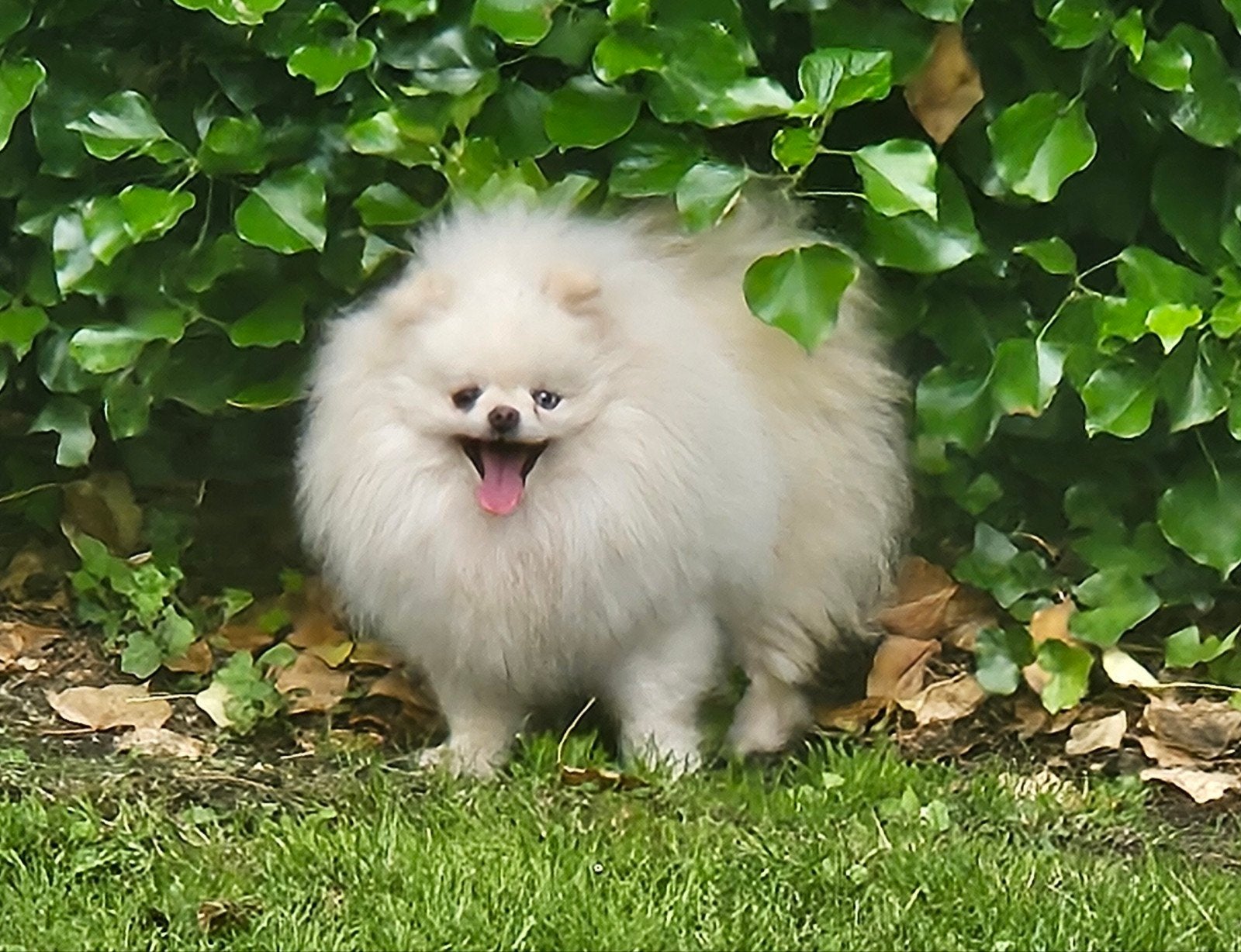 Schitterend mooie Pomeranian reu, Dieren en Toebehoren, Honden | Poolhonden, Keeshonden en Oertypen, Keeshond, HCC (leverziekte)