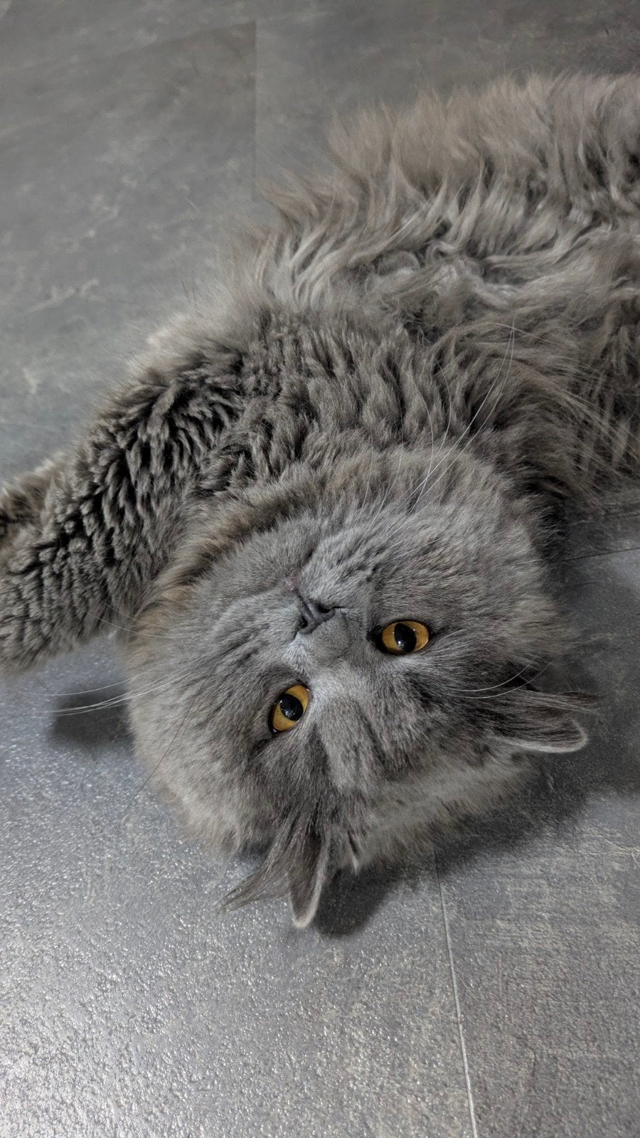 Britse lange haar kater, Meerdere dieren, Kortharig, 0 tot 2 jaar