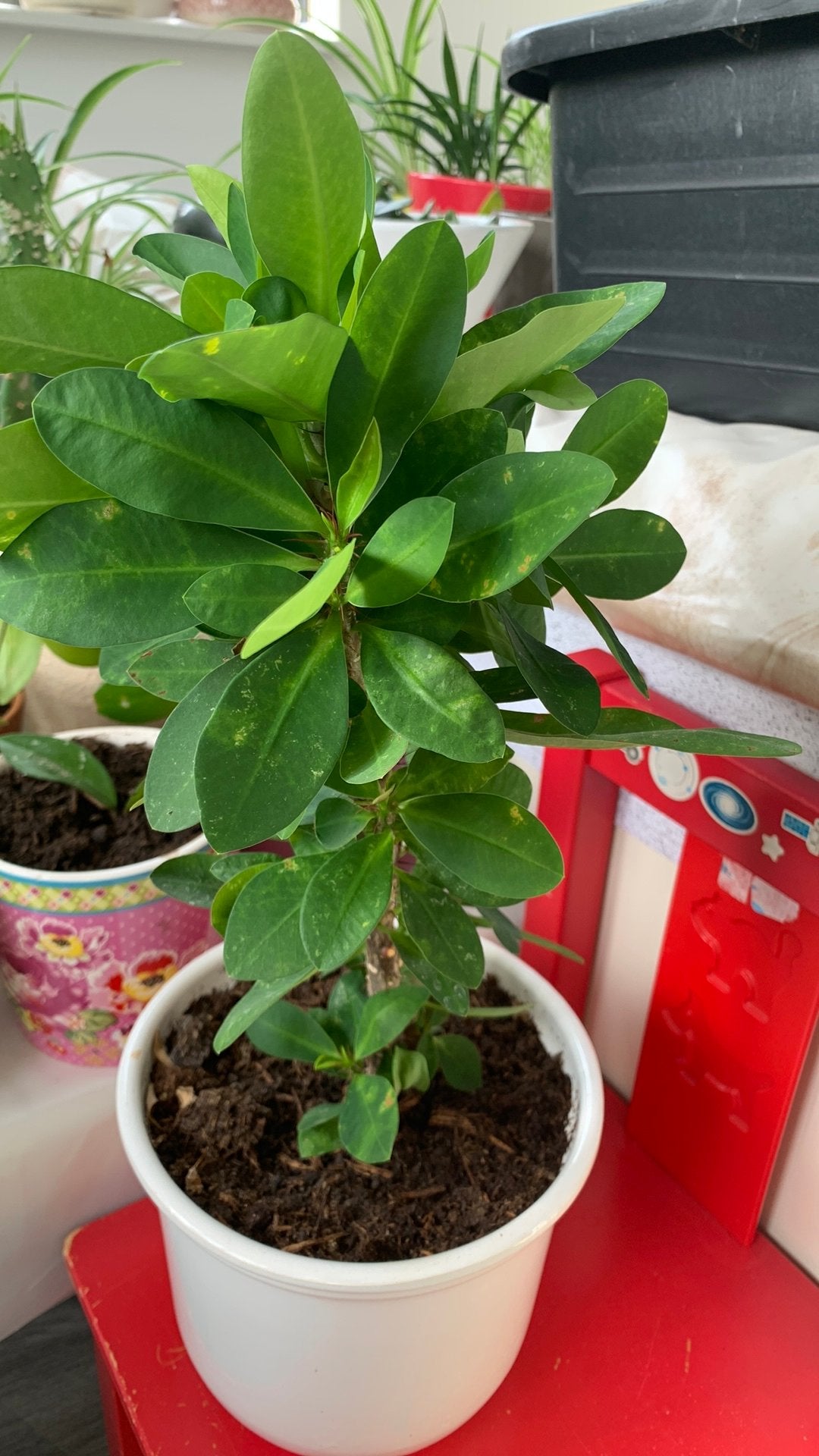 Cactus plant met pot €8, Ophalen, Cactus, Volle zon, Minder dan 100 cm