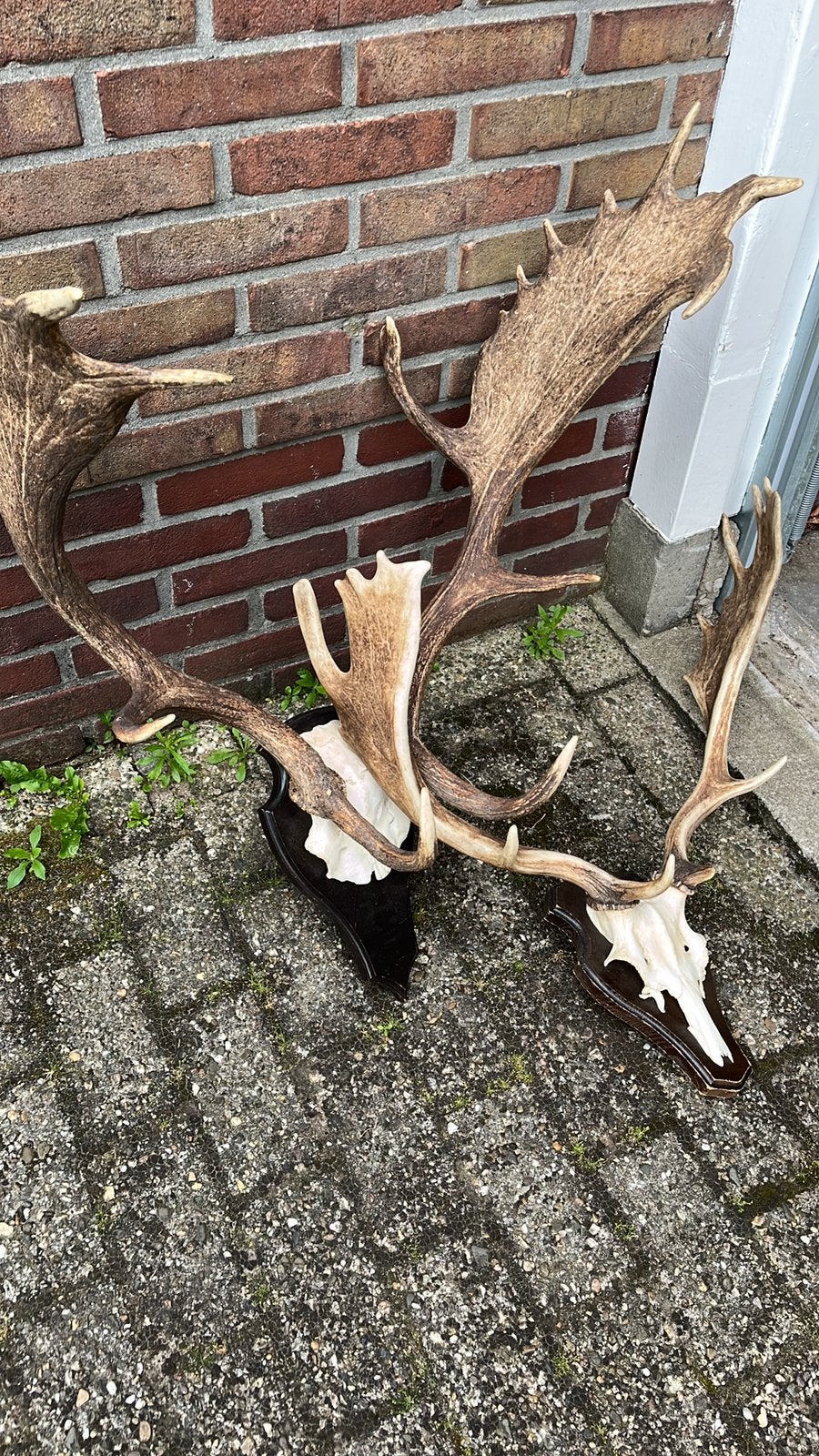 Damhert geweien, Verzamelen, Dierenverzamelingen, Ophalen of Verzenden, Gebruikt, Opgezet dier