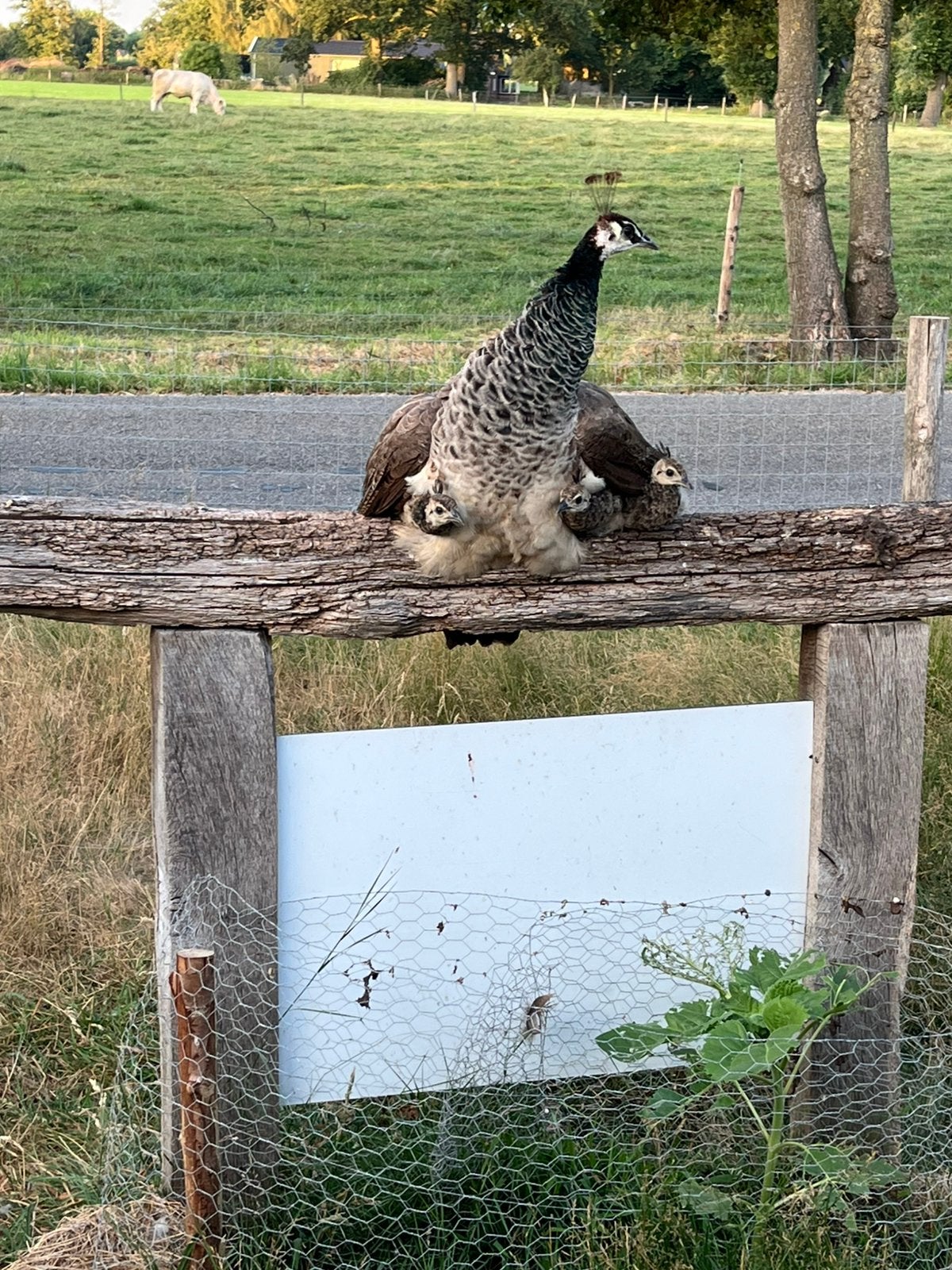 Pauw kuikens, Meerdere dieren, Kip