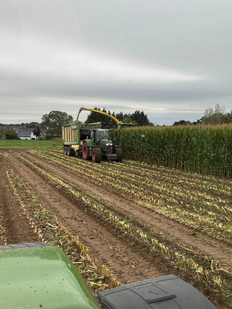 Mais te koop en te koop gevraagd 🌽, Ophalen of Verzenden, Vee