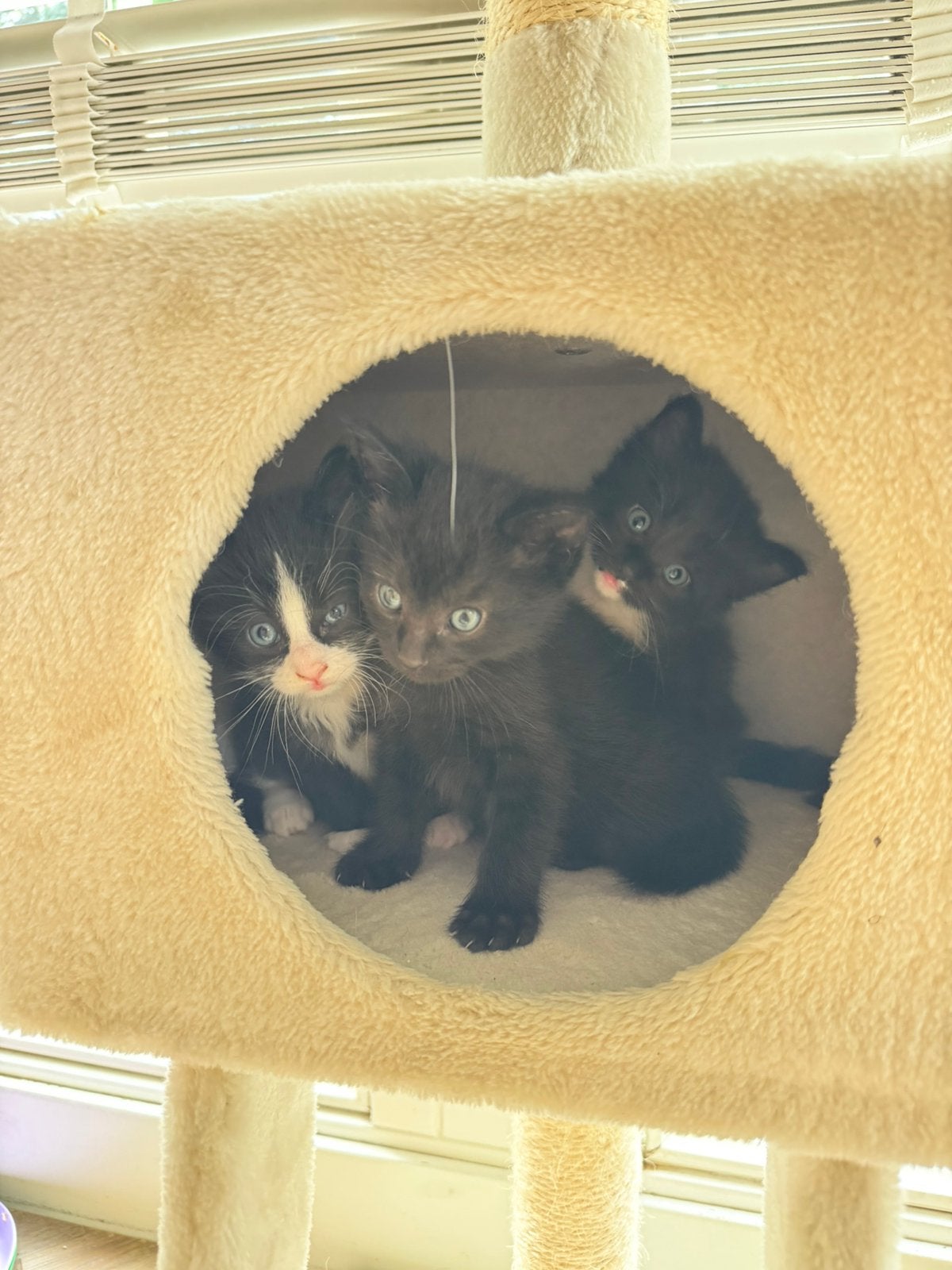 ** 3 half Siamese/ Ragdoll kittens, Dieren en Toebehoren, Geslacht onbekend, Ontwormd, 0 tot 2 jaar