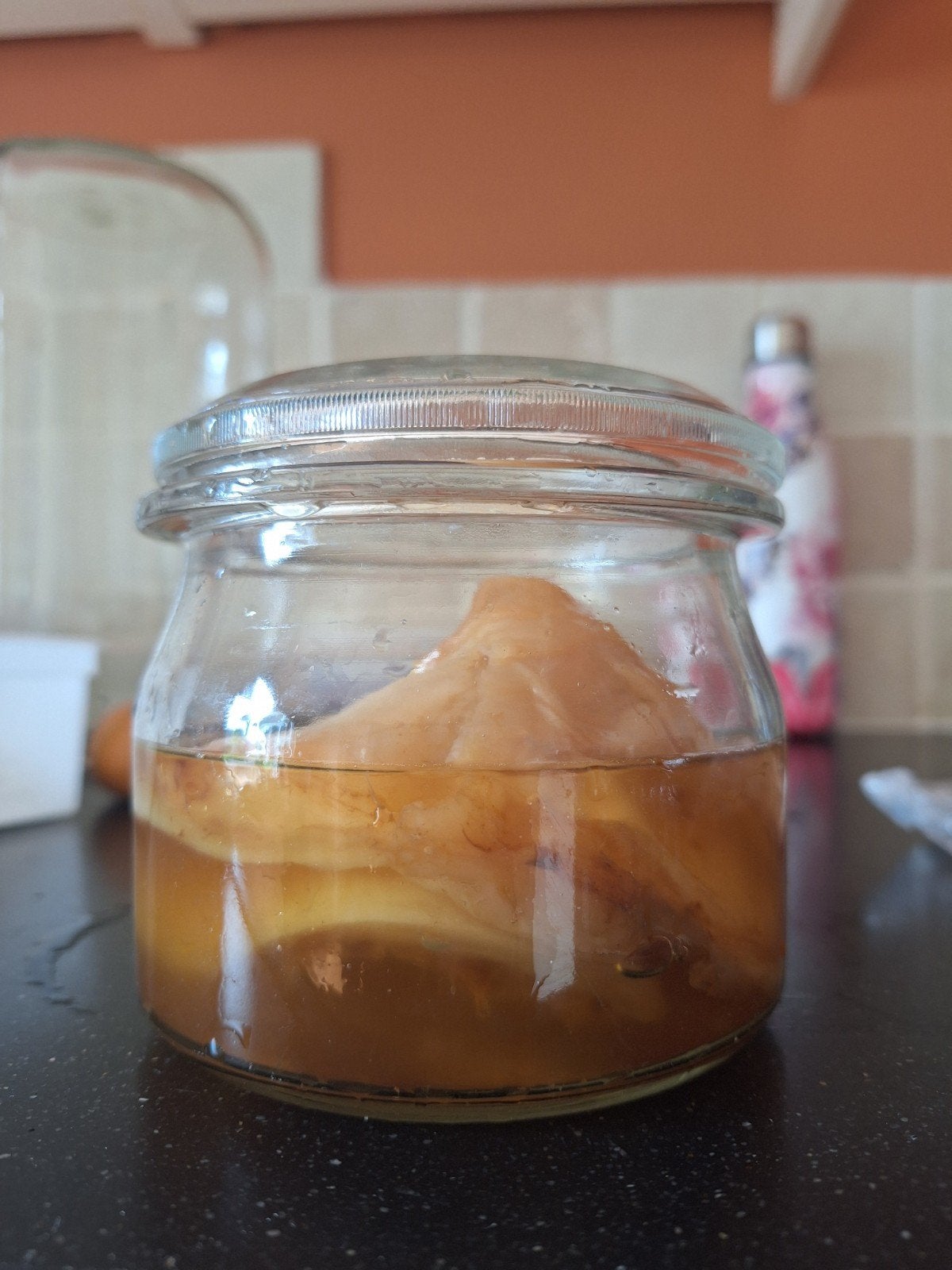 kombucha, Ophalen