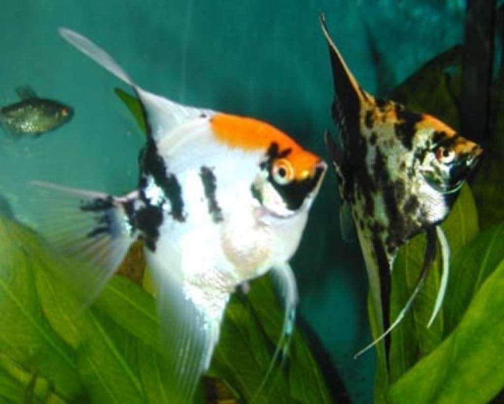 Prachtige maanvissen, 25 soorten, diverse maten, maanvis, Dieren en Toebehoren, Vis