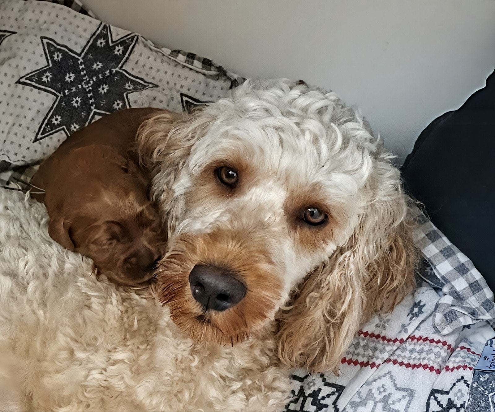 Vier kleine Labradoodle hondenjongens zoeken een huisje, Dieren en Toebehoren, Reu, 8 tot 15 weken, Meerdere, Middel