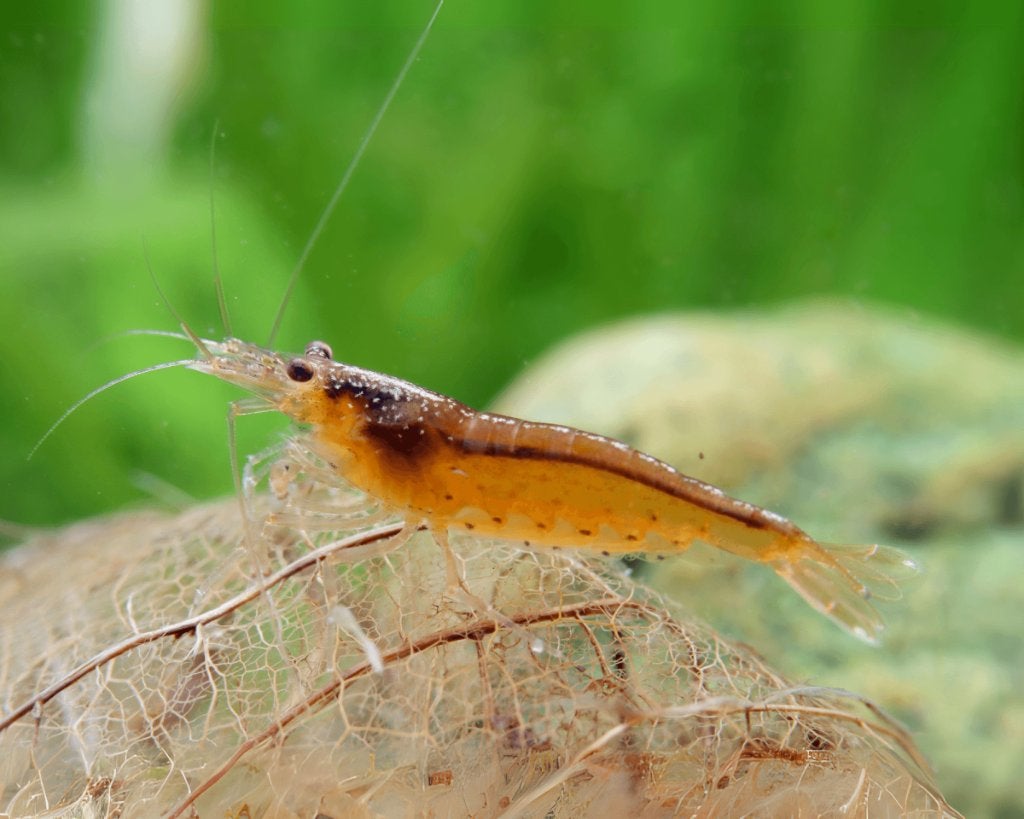Japonica Orange, Caridina multidenta, Dieren en Toebehoren, Vissen | Aquariumvissen, Kreeft, Krab of Garnaal, Zoetwatervis