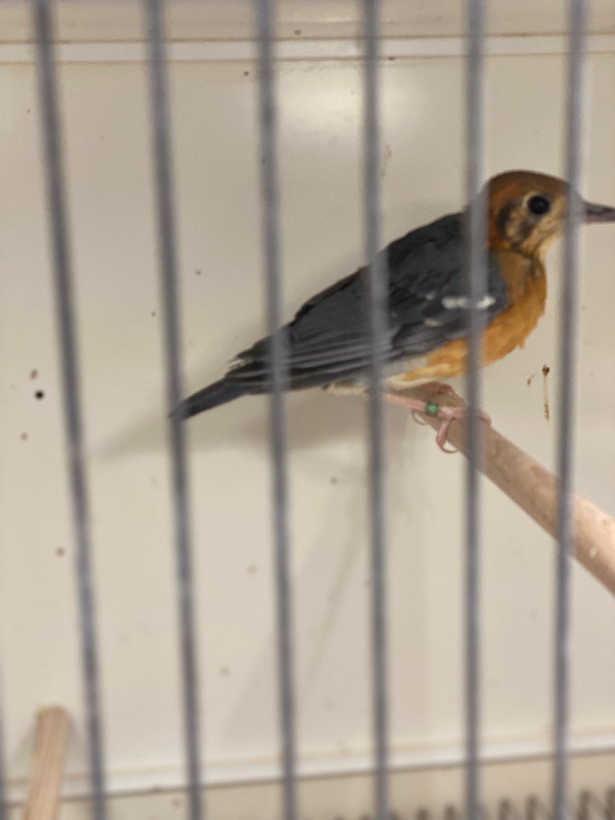 Damalijster, Dieren en Toebehoren, Mannelijk, Geringd