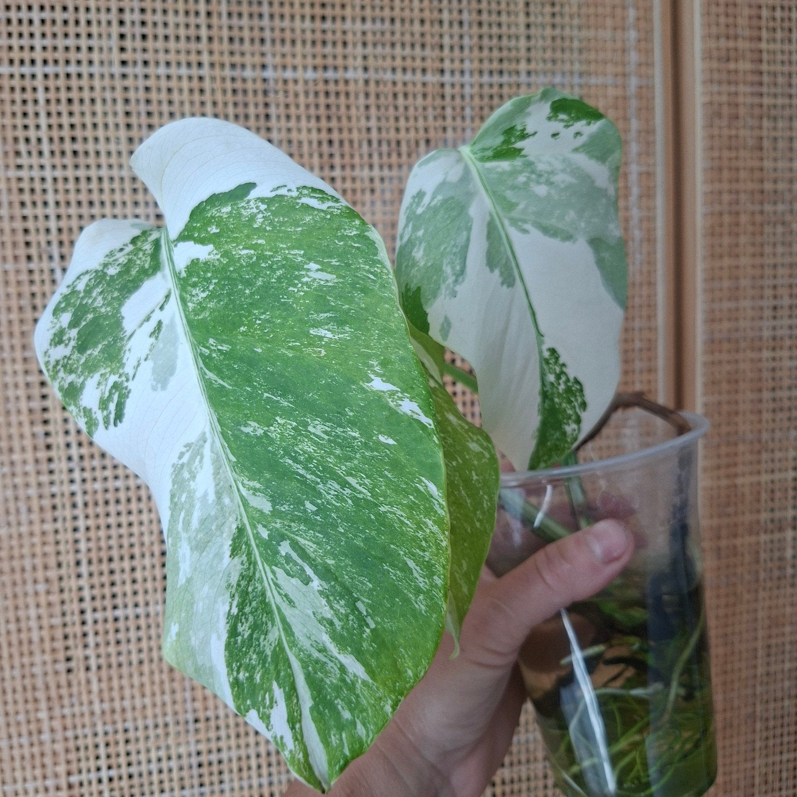 Monstera albo variegata stek, Ophalen of Verzenden, Halfschaduw, Minder dan 100 cm