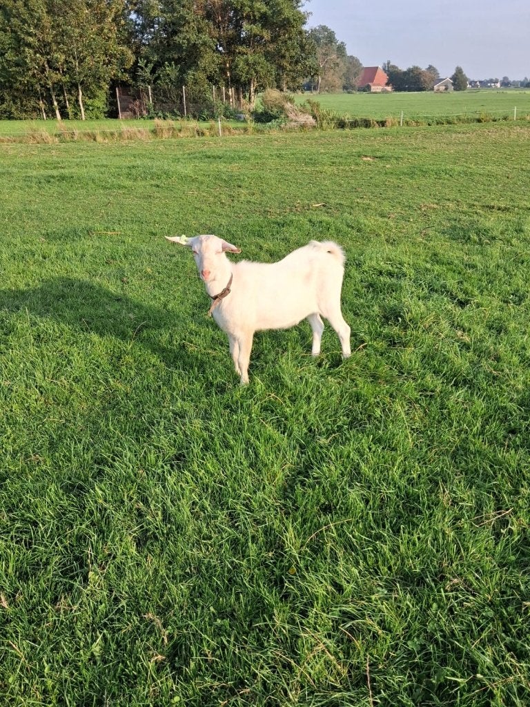 Mooie witte bok hoornloos, Dieren en Toebehoren, Mannelijk, Geit, 0 tot 2 jaar