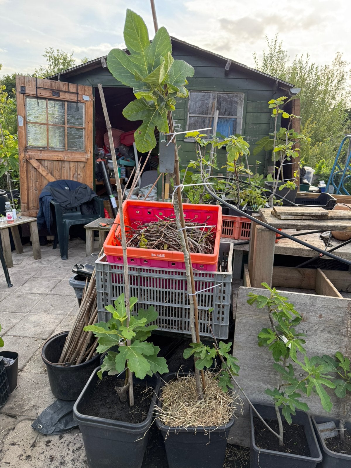 Vijgenboom Genoa 1,6 meter 3 jaar oud, Ophalen, Lente, Volle zon, In pot