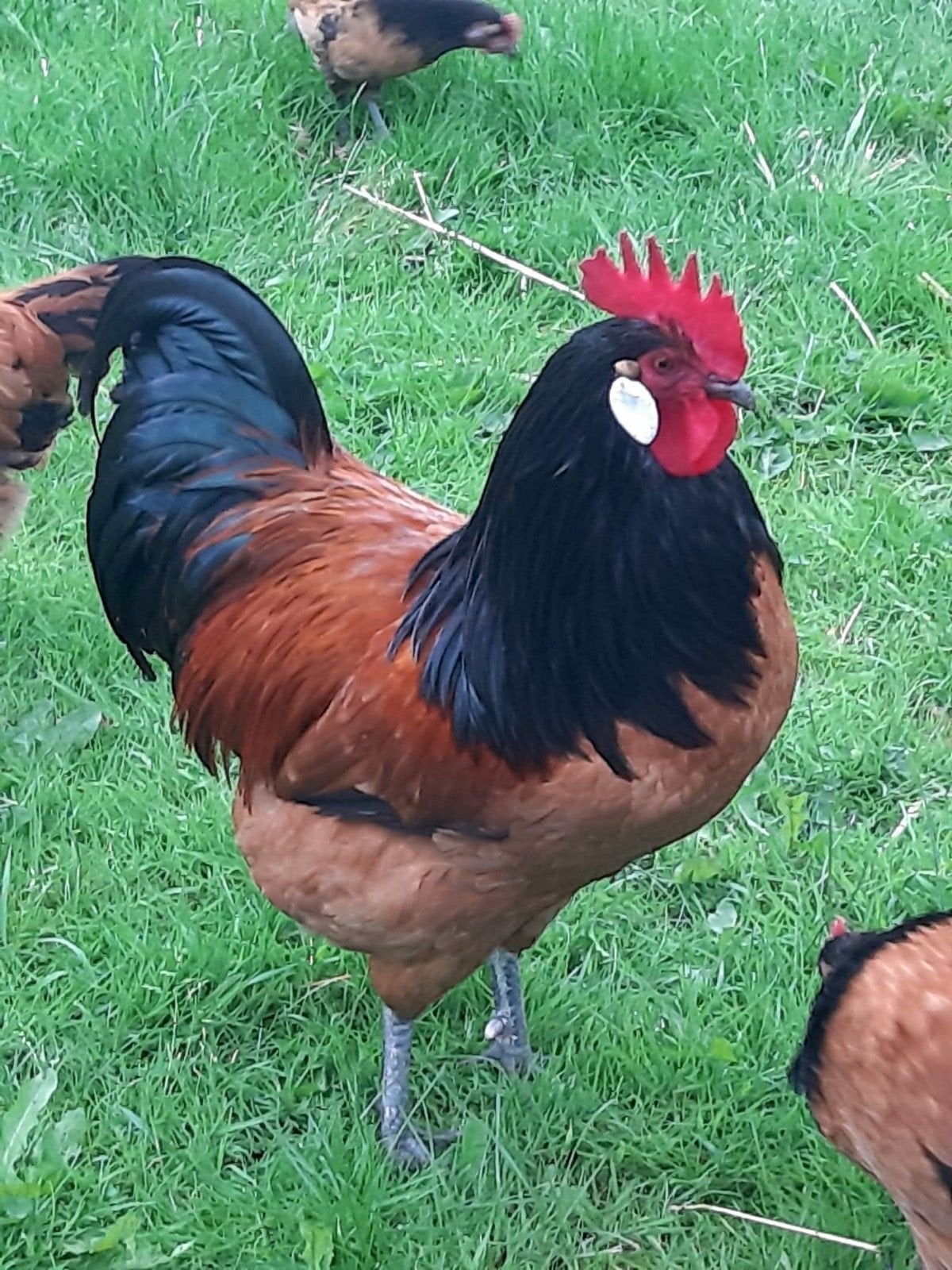 Broedeieren Vorwerk kippen groot., Dieren en Toebehoren, Ophalen of Verzenden, Nieuw, Overige typen
