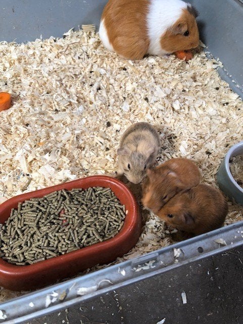 cavia, Dieren en Toebehoren, Cavia, Juli, Meerdere dieren, Tam