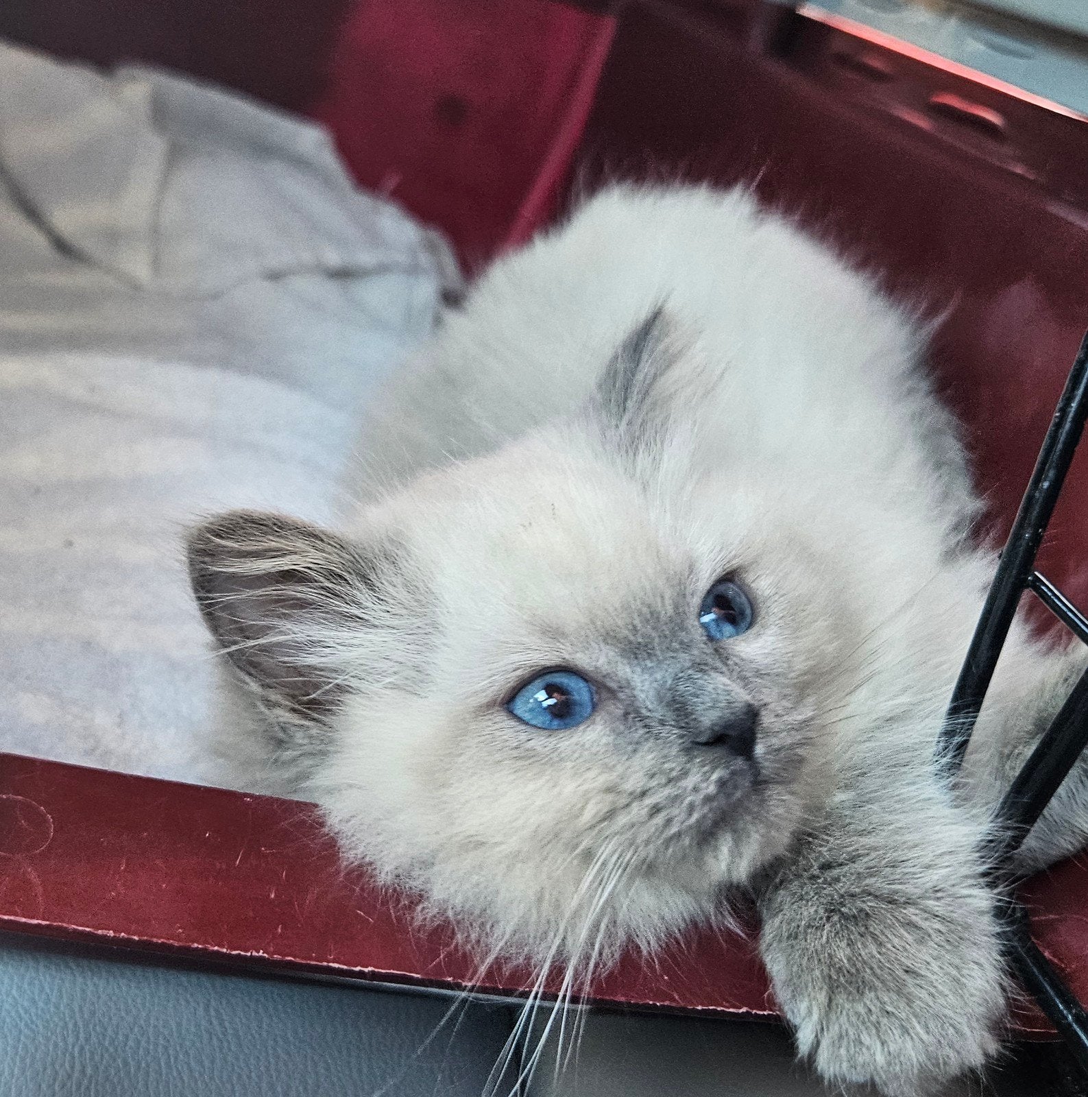 Razuivere Ragdoll blue point💚, Meerdere dieren, Gechipt, 0 tot 2 jaar
