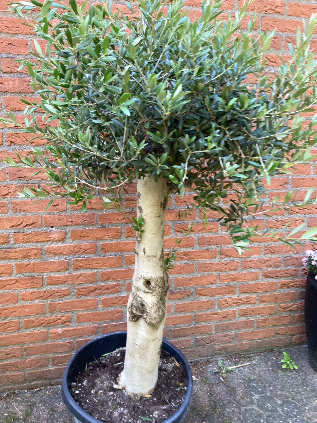 Olijfboom 160 cm, Tuin en Terras, Planten | Bomen, Volle zon, Bloeit niet, Ophalen of Verzenden, 100 tot 250 cm