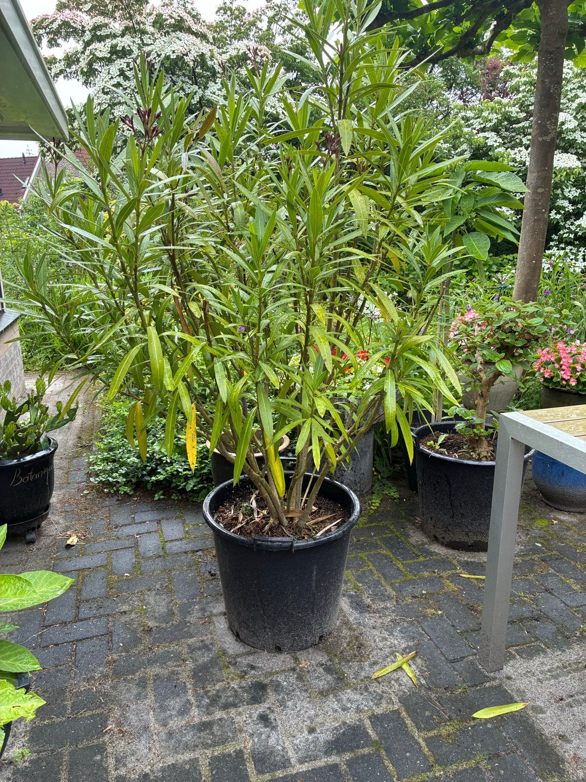 Grote Oleander in pot - Mediterrane sfeer voor uw tuin, Overige soorten, Volle zon, Vaste plant, Ophalen of Verzenden