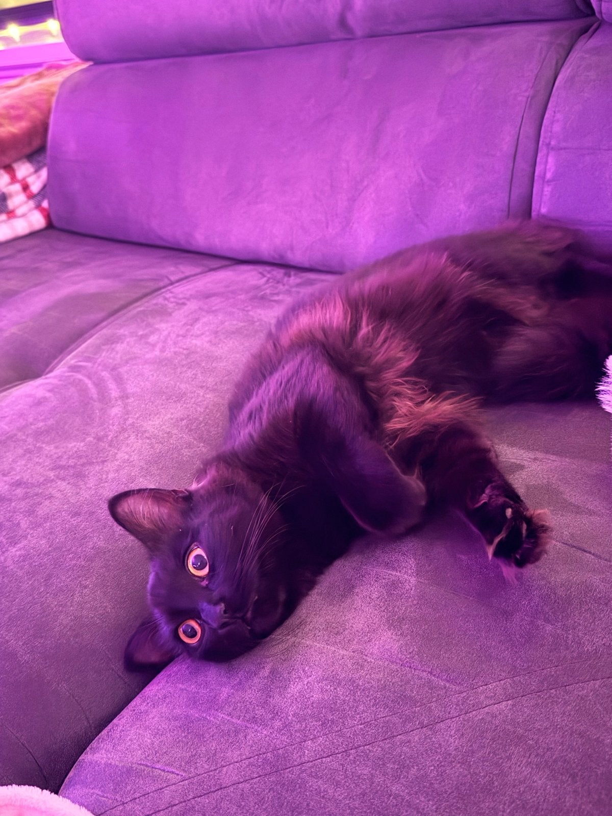 Heilige birmaan x britse korthaar, Kater