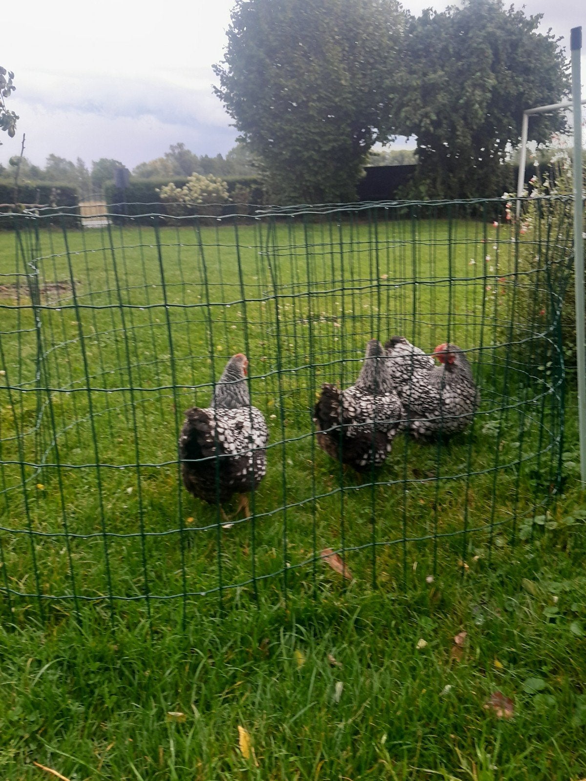 Wyandotte zilver zwart gezoomd krielkip., Dieren en Toebehoren, Pluimvee