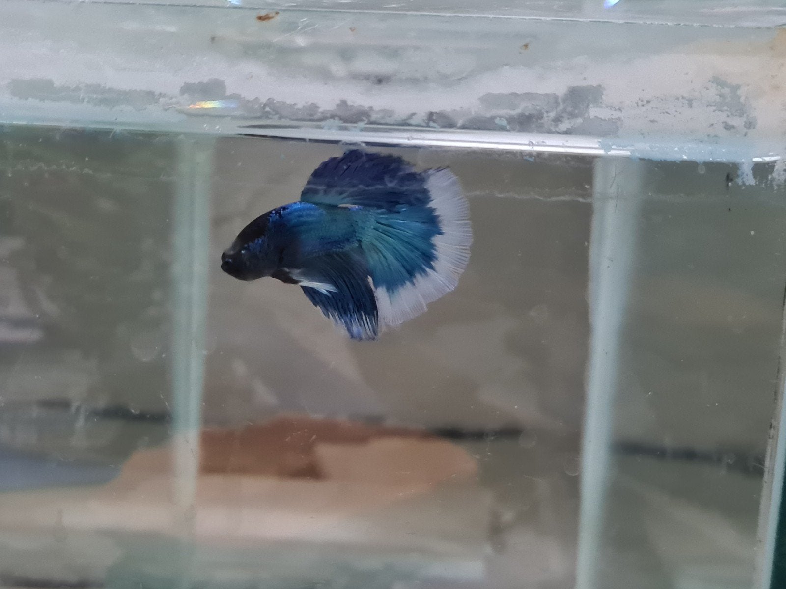 Betta splendens super delta kempvis man