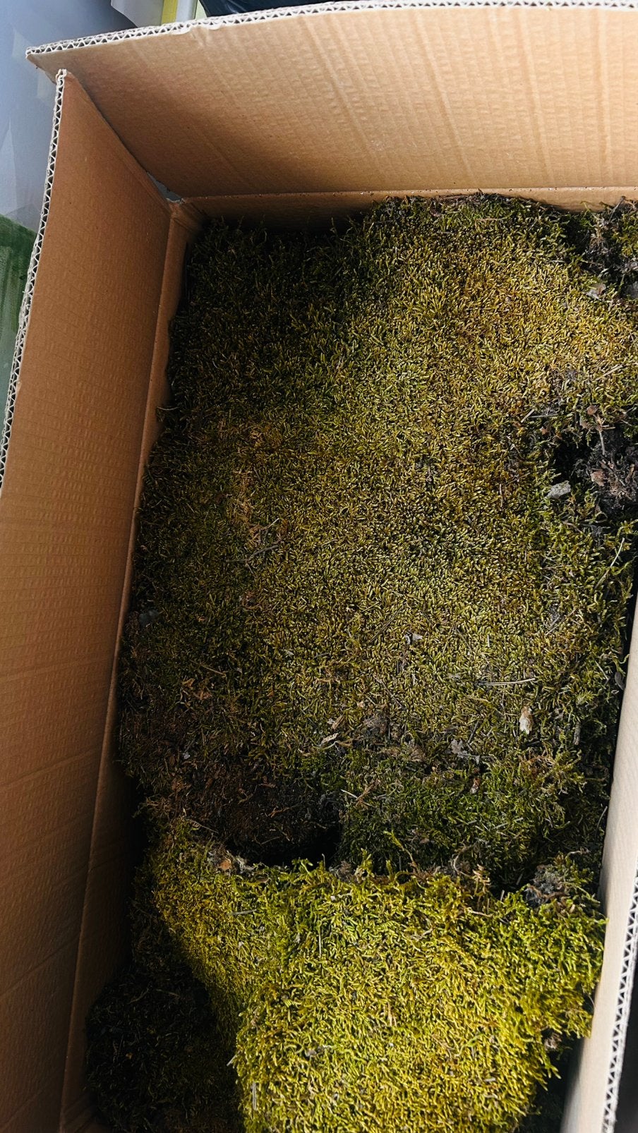 2 kg gedroogd mos in doos, Ophalen of Verzenden, Zo goed als nieuw