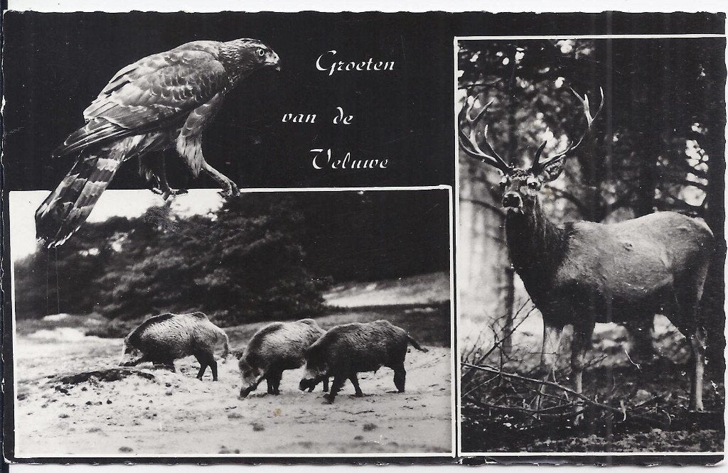 C200 oude gelopen ansichtkaart groeten van de veluwe, Ophalen of Verzenden, 1960 tot 1980, Gelopen, Gelderland