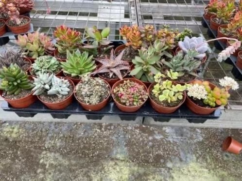 Succulenten,Vetplanten in de 8,5cm pot mix 20 voor17,50 euro, Vetplant, Ophalen of Verzenden, In pot, Minder dan 100 cm