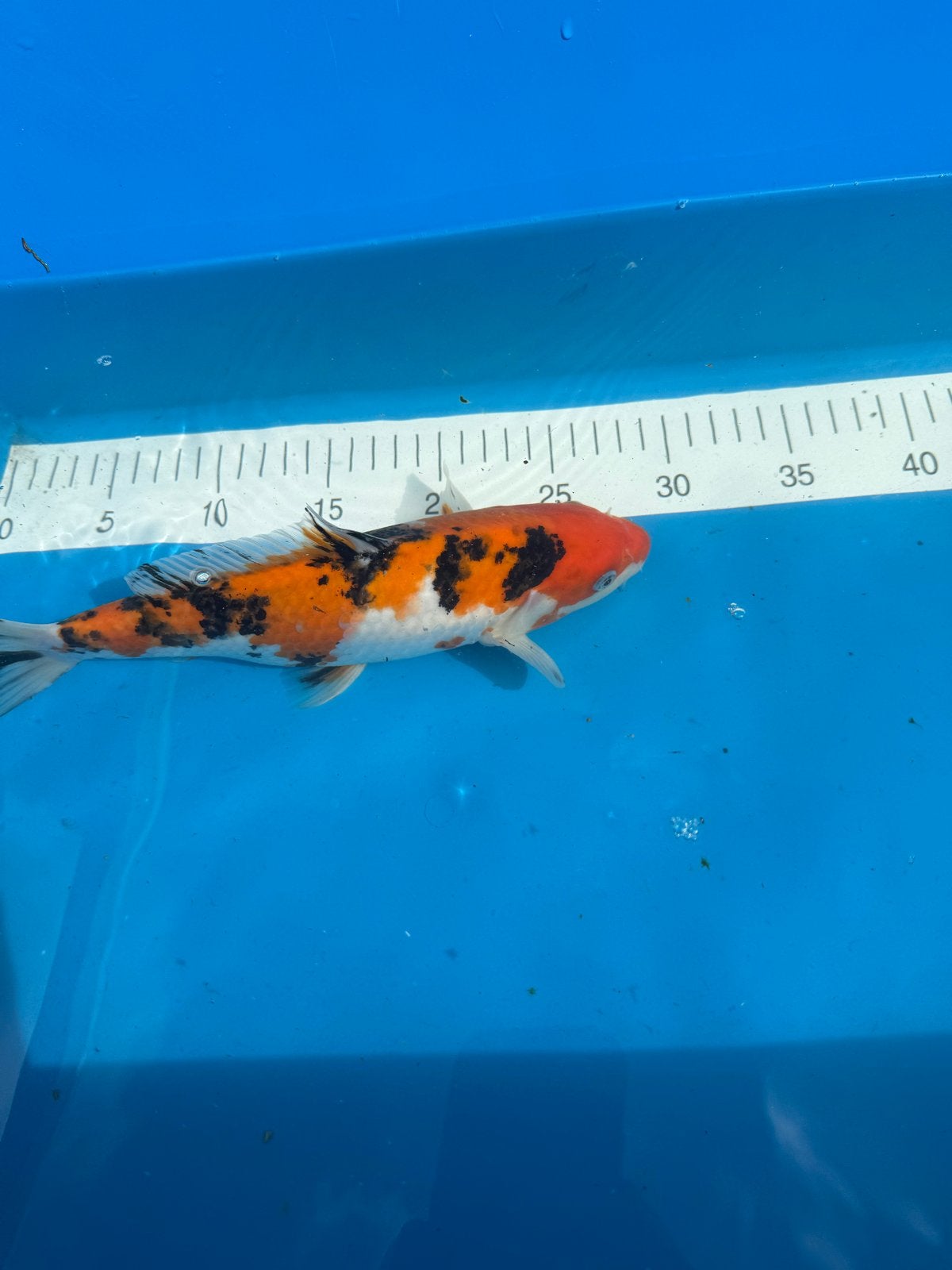 koi, Dieren en Toebehoren, Karper of Koi