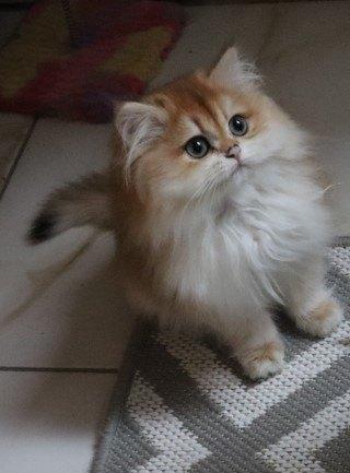 Golden Shaded kittens, Dieren en Toebehoren, Katten en Kittens | Raskatten | Korthaar, Meerdere dieren, Ontwormd, 0 tot 2 jaar