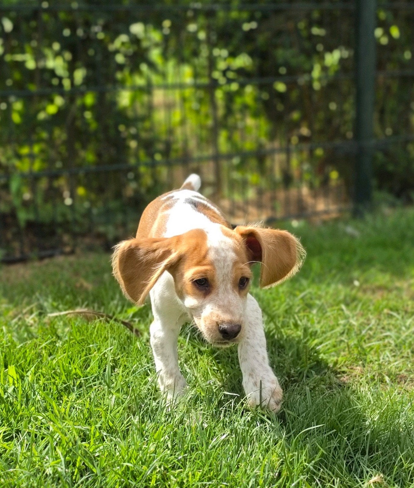 Bocker(beagle x cocker) pups zoeken hun gouden mandje, Parvo, Nederland, 8 tot 15 weken, Meerdere