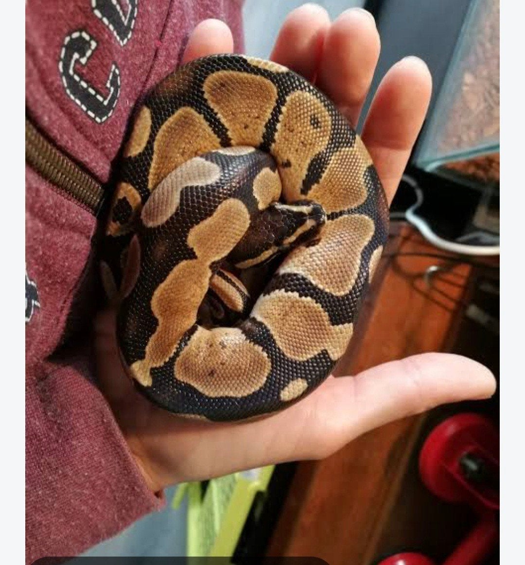 01 pastel NK 25Python regius