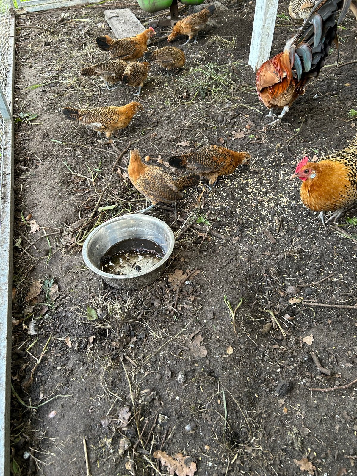 Friese pelhoen kuikens 7xhen en 2x haan, Dieren en Toebehoren, Pluimvee, Meerdere dieren, Kip