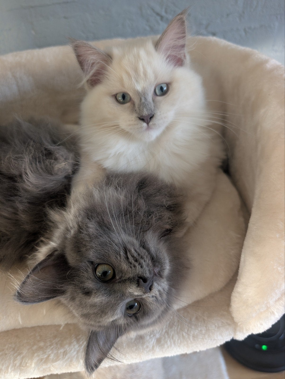 Ragdoll kittens, Poes, Gechipt, 0 tot 2 jaar