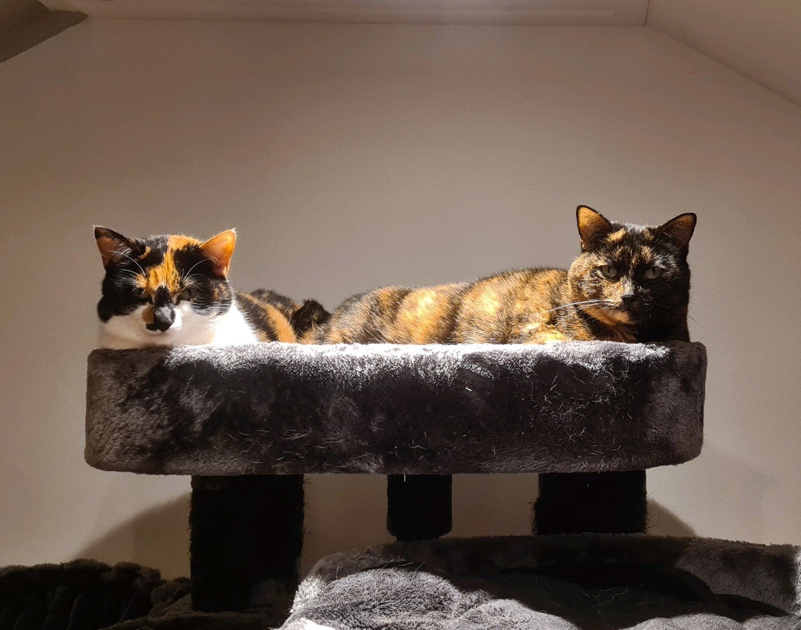 Twee lieve katten zusjes, Dieren en Toebehoren, Poes, Gechipt, 6 jaar of ouder