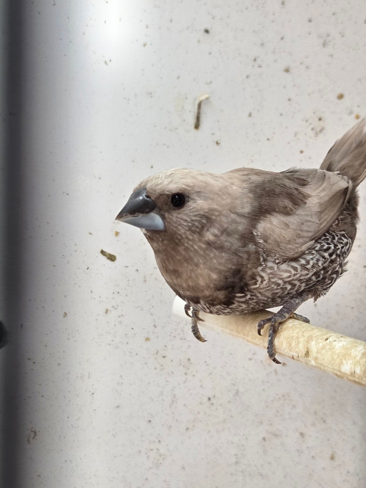 Japanse meeuw man, Dieren en Toebehoren, Mannelijk