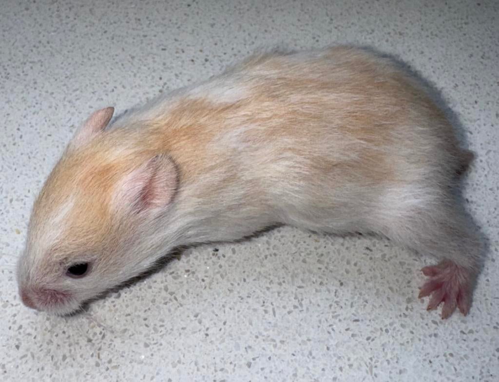 Syrische hamster Casper 16 dagen wit/geel dominant spot man, Hamster, April, Mannelijk, Tam