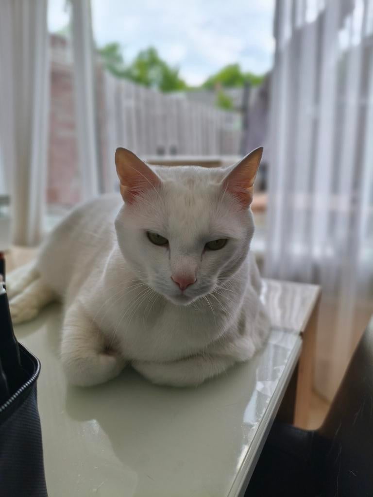 Gratis af te halen. Kater, Kater