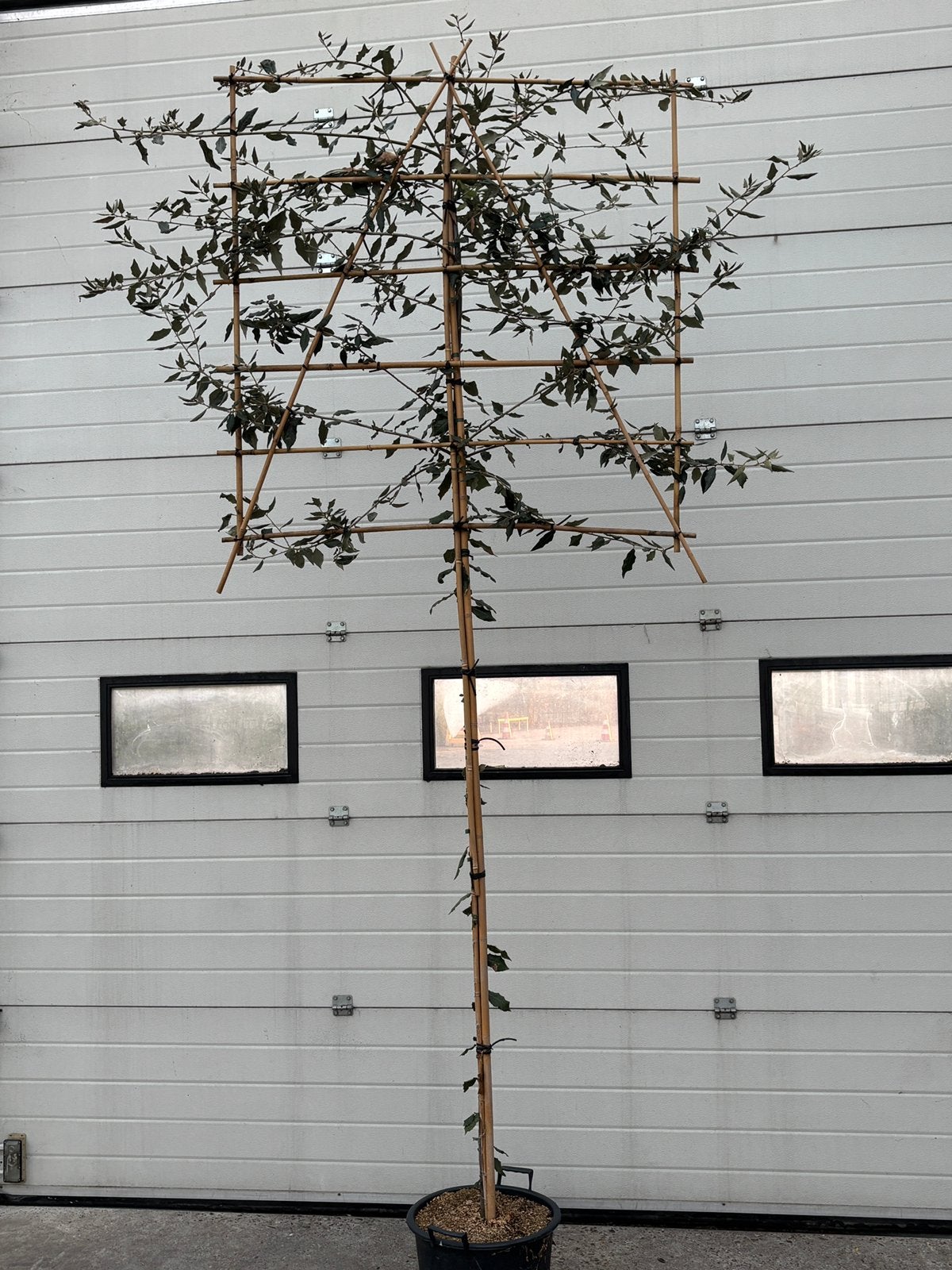 Leibomen Quercus ilex steeneik, Leiboom, Halfschaduw, 250 tot 400 cm, Ophalen