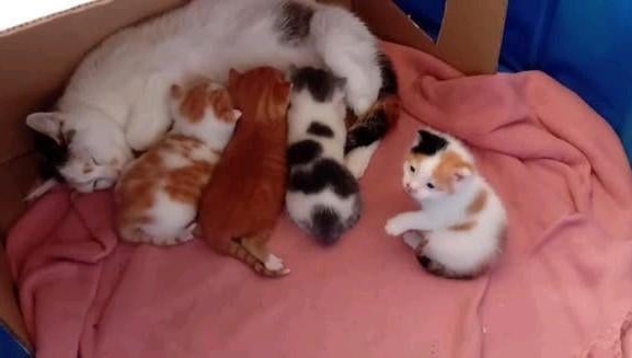 kittens 2 weken oud, Dieren en Toebehoren, Katten en Kittens | Overige Katten, Geslacht onbekend, Kortharig, 0 tot 2 jaar