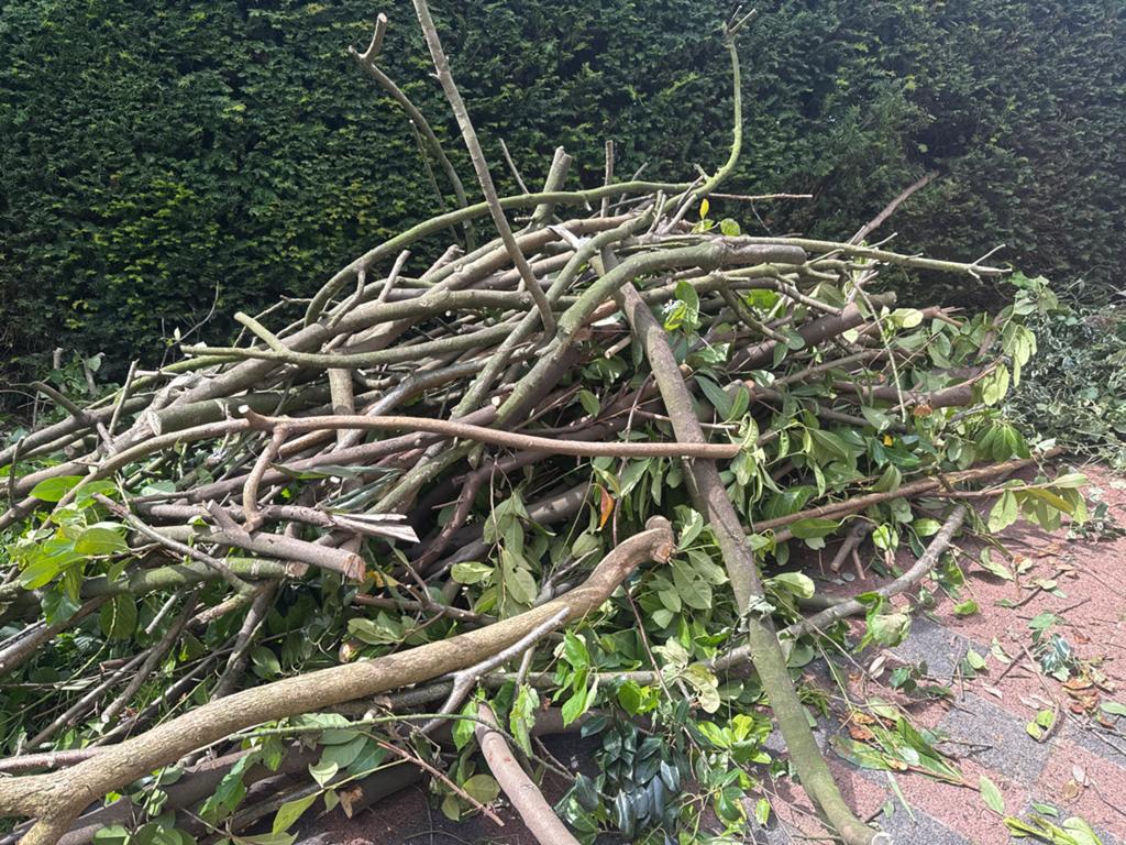 Snoei hout gratis op te halen, Tuin en Terras, Minder dan 3 m³, Ophalen of Verzenden