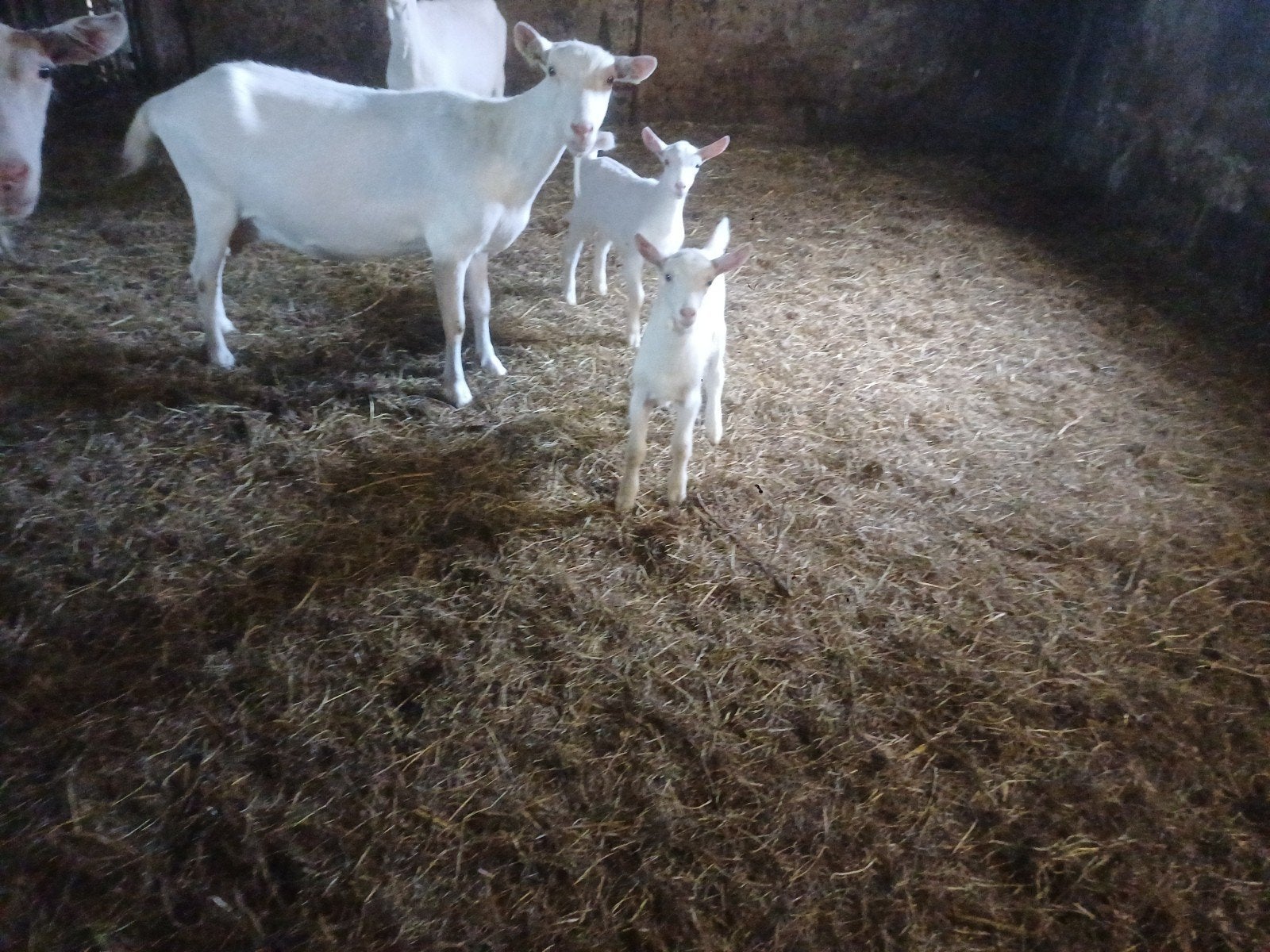 lieve stamboek melk geit met 2 ooi lammeren, Dieren en Toebehoren, Schapen, Geiten en Varkens, Vrouwelijk, Geit