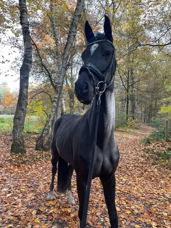 Te lease: veelbelovende KWPN-merrie (4 jr) | Malden Nijmegen, Diensten en Vakmensen, Dieren | Paarden | Verzorging, Oppas en Les