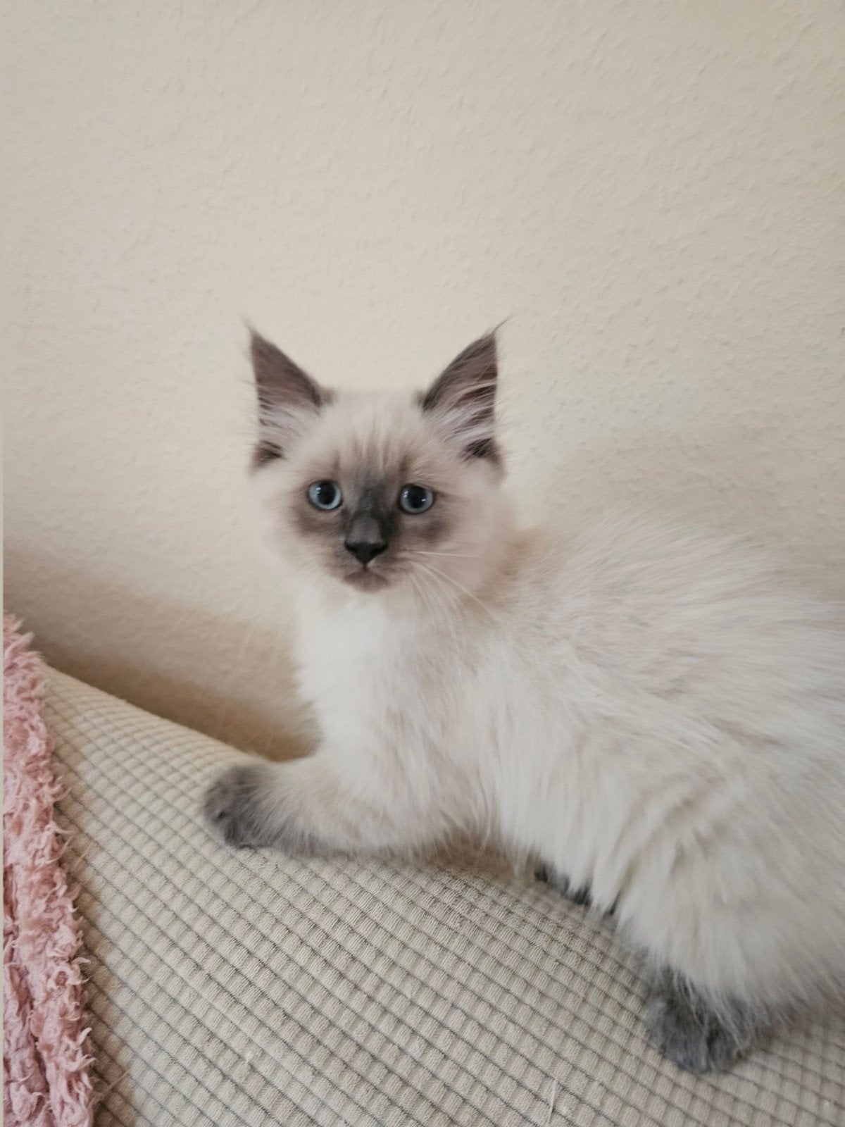Lieve Bridoll kittens!, Meerdere dieren, Ontwormd, 0 tot 2 jaar