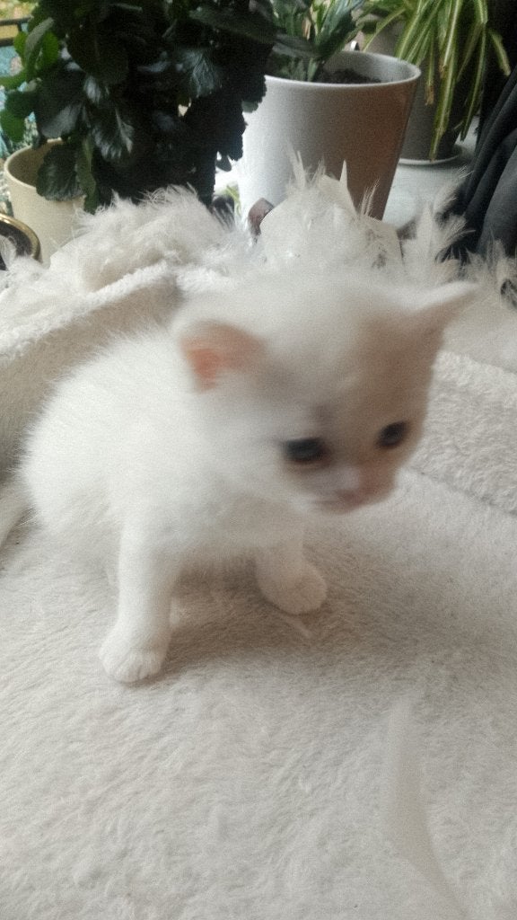 Ragdoll/ Britse korthaar kruising kittens te koop., Dieren en Toebehoren, Meerdere dieren, Gechipt, 0 tot 2 jaar
