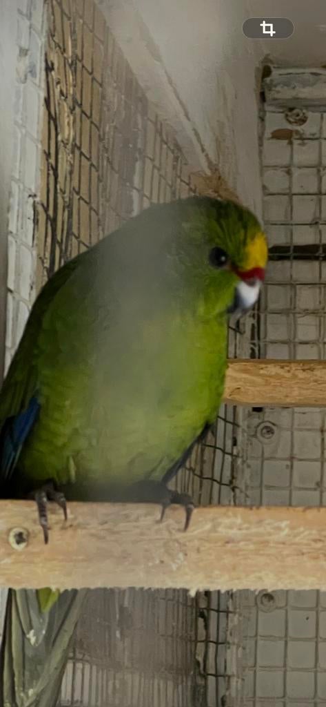 Geelvoorhoofd kakariki, Dieren en Toebehoren, Vogels | Parkieten en Papegaaien, Meerdere dieren, Parkiet