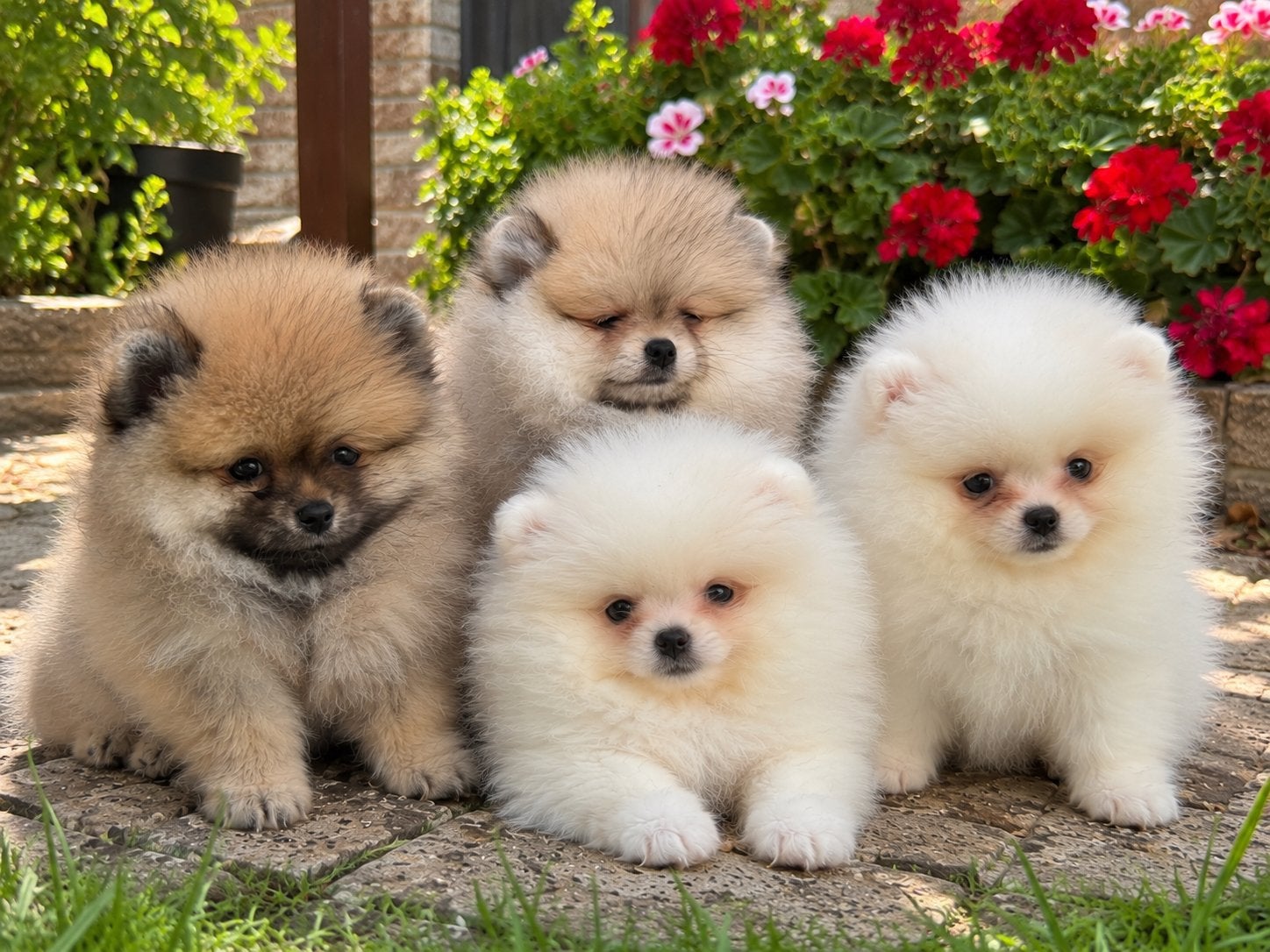 Pomeranian pups pomeriaan, Dieren en Toebehoren, België, Particulier, Overige rassen, CDV (hondenziekte)