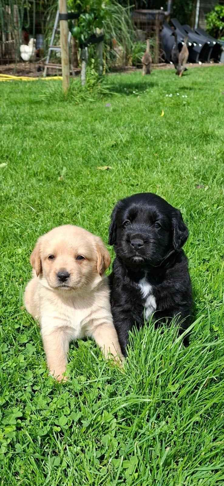 Prachtige puppies, Dieren en Toebehoren, 8 tot 15 weken, Meerdere, Meerdere dieren, Middel