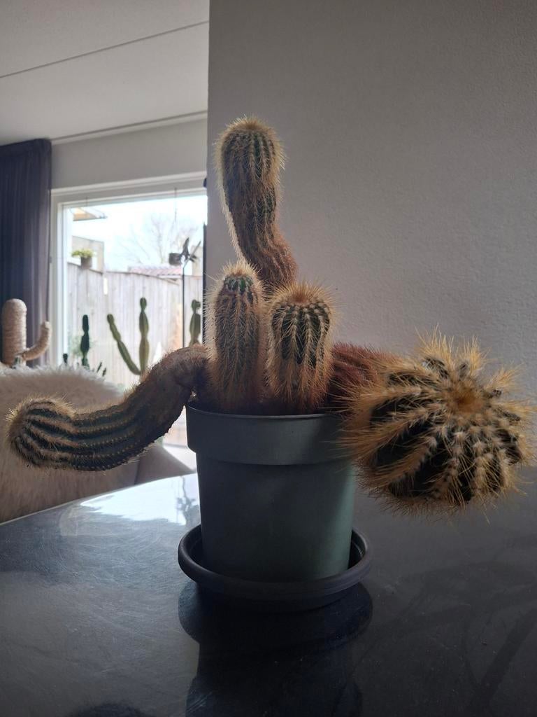 Cactus te koop!, Ophalen, Cactus, Volle zon, Minder dan 100 cm