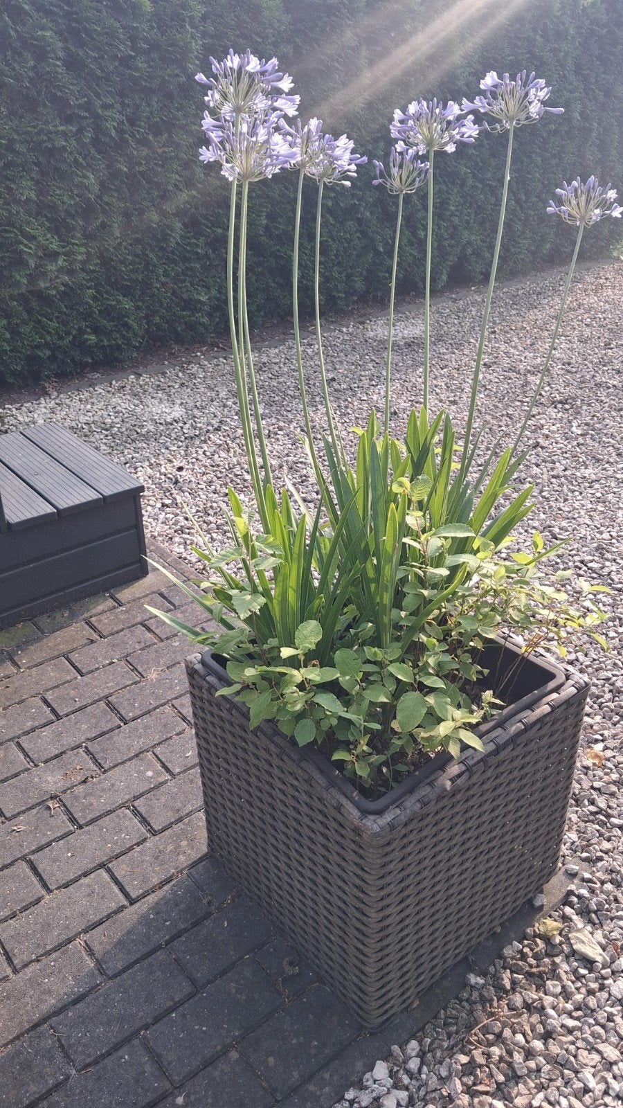 Mooie bloempot, Ophalen, Kunststof, Gebruikt, Minder dan 60 cm